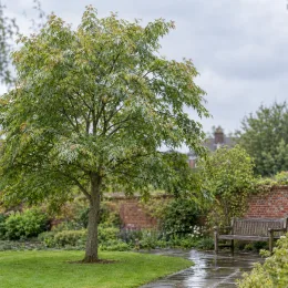 Érable argenté 'Born s gracious' (Acer saccharinum) — arbre isolé près d'un banc dans jardin · Photo d'illustration