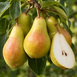 Poirier 'Coscia' (Pyrus communis) — gros fruits pendants et un fruit coupé