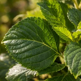 Hortensia 'Bailmer' (Hydrangea macrophylla) — gros plan sur feuilles vertes nervurées · Photo d'illustration