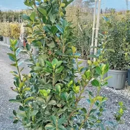 Fusain du japon (Euonymus japonicus) — arbuste dense en pot dans pépinière graviers · Pot 15L