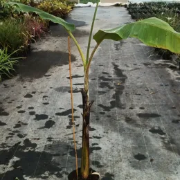 Bananier à fruits comestibles 'Dajiao' (Musa sikkimensis) — jeune plant élancé avec grandes feuilles allongées · Pot 6L