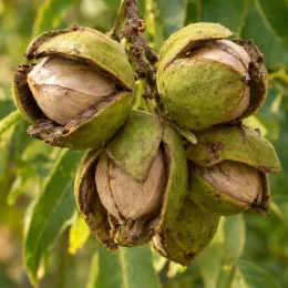 Carier écailleux (Carya carolinae-septentrionalis) — gros plan de noix vertes en grappes · Photo d'illustration