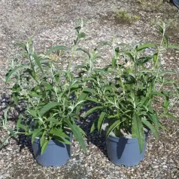 Arbre aux papillons 'white profusion' (Buddleia davidii) — deux jeunes arbustes verts en pots gris · Pot 3L