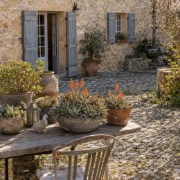 Aloès flocon de neige 'Cleopatra' (Aloe) — pots de succulentes fleuries sur table de jardin · Photo d'illustration