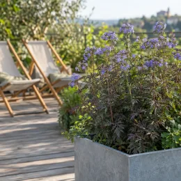 Valériane 'Polbress' (Polemonium caeruleum) — plante fleurie en bac sur terrasse en bois
