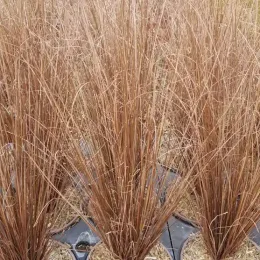 Laîche de buchanan 'Red rooster' (Carex buchananii) — touffes de graminées sèches en pot de culture · Pot 3L Touffe