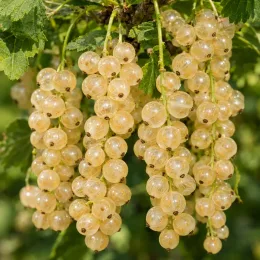 Groseillier à grappes 'Blanka' (Ribes rubrum) — grappes serrées de baies translucides avec feuillage · Photo d'illustration
