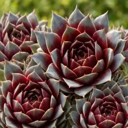 Joubarbe 'Chick charms steel appeal' (Sempervivum) — rosettes serrées de feuilles charnues rouge et gris · Photo d'illustration