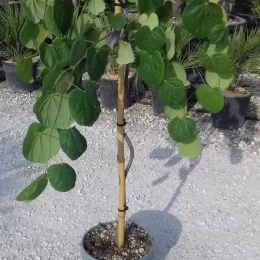 Gainier du canada 'Lavender twist' (Cercis canadensis) — jeune arbre pleureur en pot sur gravier · Pot 10L Mini-tige