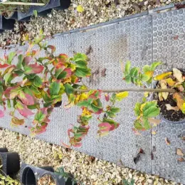 Parrotie de perse 'Bella' (Parrotia persica) — jeune arbuste en pot au feuillage vert et rouge · Pot 3L Baliveau
