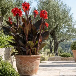Balisier pourpre 'Triomphe' (Canna × generalis) — plante à grandes feuilles sombres et fleurs rouges