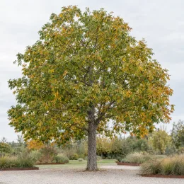 Caryer écailleux (Carya laciniosa) — grand arbre isolé sur allée gravillonnée · Photo d'illustration