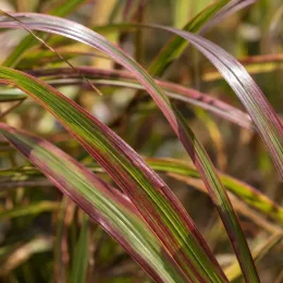 Herbe aux écouvillons 'Simonette' (Pennisetum) — longues feuilles rubanées vertes et pourpre en gros plan · Photo d'illustration