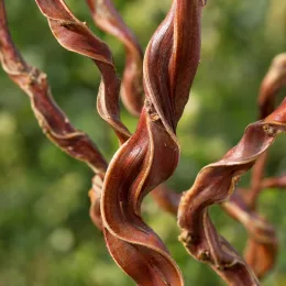 Saule à bois plat de sakhaline 'Sekka' (Salix udensis) — gros plan de rameaux torsadés brun rougeâtre · Photo d'illustration