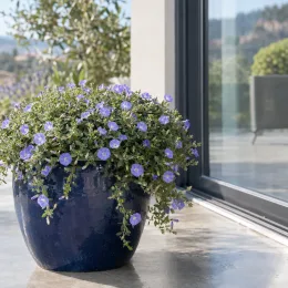 Liseron de mauritanie 'Compacta' (Convolvulus sabatius) — plante retombante à petites fleurs bleues sur terrasse · Photo d'illustration