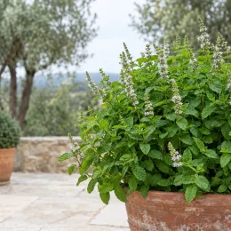 Menthe 'Mojito' (Mentha × piperita) — plante aromatique en pot avec épis fleuris blancs