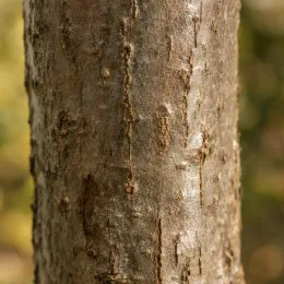 Sapin de vancouver (Abies grandis) — gros plan sur écorce de tronc · Photo d'illustration