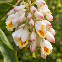 Gingembre coquille panaché (Alpinia) — grappe de fleurs blanches et roses, cœur jaune · Photo d'illustration