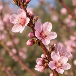 Pêcher 'J h hale' (Prunus persica) — branche avec fleurs rose pâle et bourgeons