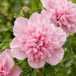 Althéa 'French cabaret pink' (Hibiscus syriacus) — gros plan de grande fleur rose double