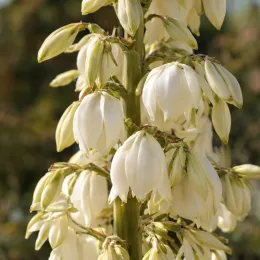 Yucca 'Katana' — grappes de fleurs blanches en forme de cloche