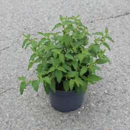 Ciste des corbières (Cistus corbariensis) — jeune plant vert en pot sur bitume · Pot 3L