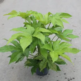 Aralia du japon 'Japonica' (Fatsia japonica) — plante au large feuillage vert en pot · Pot 5L