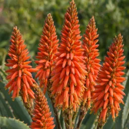 Aloès du cap (Aloe ferox) — gros plan sur épis floraux orange dressés · Photo d'illustration