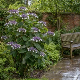 Hortensia (Hydrangea sargentiana) — grand arbuste fleuri près d'un banc de jardin · Photo d'illustration