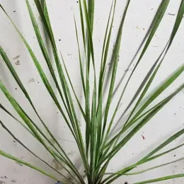 Yucca 'Saphire skies' (Yucca rostrata) — jeune plant dressé aux longues feuilles étroites · Godet