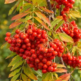 Sorbier des oiseleurs 'Autumn spire' (Sorbus aucuparia) — grappes serrées de baies rouges parmi des feuilles · Photo d'illustration