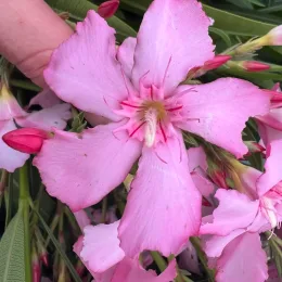laurier rose 'Lisa' (Nerium oleander) — gros plan sur grande fleur rose tenue à la main
