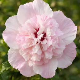 Althéa 'French cabaret pastel' (Hibiscus syriacus) — gros plan sur une fleur double pastel