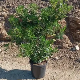 Pittospore du Japon (Pittosporum tobira) — arbuste dense en pot sur sol terreux · Pot 15L