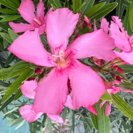 laurier rose 'Lisa' (Nerium oleander) — gros plan sur grandes fleurs roses ouvertes