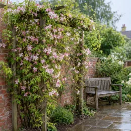 Jasmin blanc 'Summer scent' (Jasminum) — grimpante à fleurs roses palissée sur tonnelle au jardin · Photo d'illustration