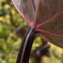 Oreille d'éléphant 'Redemption' (Colocasia esculenta) — gros plan sur nervures colorées d’une feuille