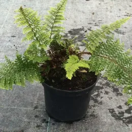 Aspidie à cils raides 'Plumosum densum' (Polystichum setiferum) — fougère en pot plastique sur sol de pépinière · Pot 2.5L Touffe