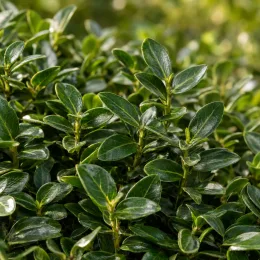 Fusain de fortune 'Radicans' (Euonymus fortunei) — feuillage dense et luisant, petites feuilles ovales