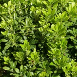 Pittosporum