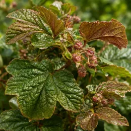 Framboisier rampant de taïwan (Rubus hayata-koidzumii) — feuillage nervuré avec jeunes grappes de bourgeons · Photo d'illustration