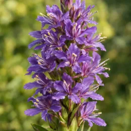 Gingembre ornemental (Hedychium pourpre) — épi dense de fleurs violettes en gros plan · Photo d'illustration