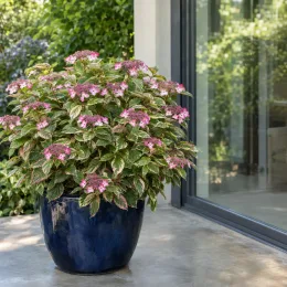 Hortensia japonais 'Euphoria pink' (Hydrangea serrata) — arbuste fleuri en pot sur terrasse moderne
