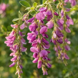Trèfle-buisson de thunberg 'Desmodium pendulif' (Lespedeza thunbergii) — grappes pendantes de fleurs roses en gros plan