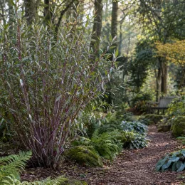 Saule à rameaux bleus (Salix irrorata) — grand arbuste buissonnant au bord d’un sentier · Photo d'illustration