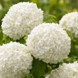 Viorne de chine 'Pop corn' (Viburnum plicatum) — gros plan sur inflorescences rondes blanches · Photo d'illustration