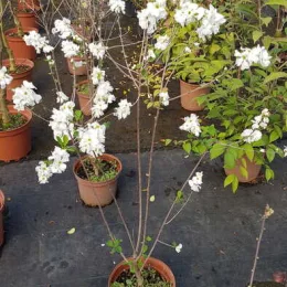 Arbre aux perles 'Magical springtime' (Exochorda racemosa) — jeune arbuste fleuri en pot de pépinière · Pot 3L