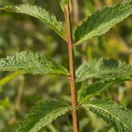 Verveine hastée 'White spires' (Verbena hastata) — tige dressée avec feuilles vertes dentées · Photo d'illustration