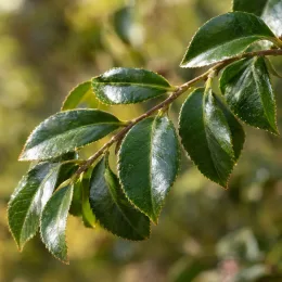 Camelia 'Showa no sakae' (Camelia sasanqua) — rameau aux feuilles vertes vernissées dentées · Photo d'illustration