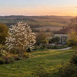 Magnolia de soulange 'Lennei alba' (Magnolia soulangeana) — grand arbuste fleuri dans un jardin au coucher de soleil